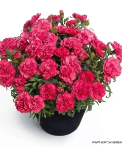Карамфил Dianthus Sunflor® Allura (В контейнер)