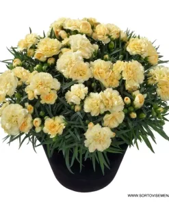 Карамфил Dianthus Sunflor® Amber (В контейнер)