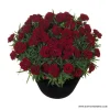 Карамфил Dianthus Sunflor® Desire (В контейнер)