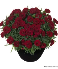 Карамфил Dianthus Sunflor® Desire (В контейнер)