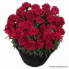 Карамфил Dianthus Sunflor® Dynamite (В контейнер)