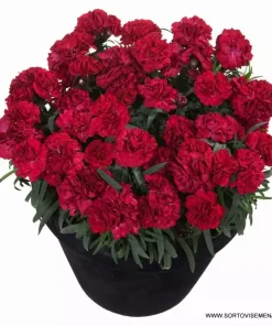 Карамфил Dianthus Sunflor® Dynamite (В контейнер)