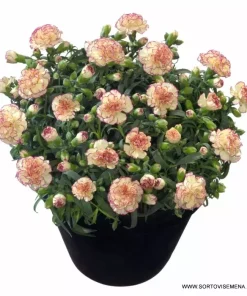 Карамфил Dianthus Flow® Grace Bay (В контейнер)