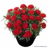 Карамфил Dianthus Flow® Red Beach (В контейнер)