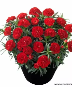 Карамфил Dianthus Flow® Red Beach (В контейнер)