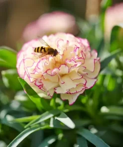 Карамфил Dianthus Flow® Grace Bay (В контейнер)