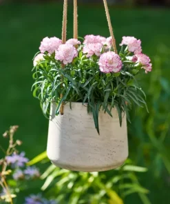 Карамфил Dianthus Flow® Shark Bay (В контейнер)