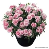 Карамфил Dianthus Sunflor® Megan (В контейнер)