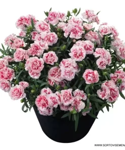 Карамфил Dianthus Sunflor® Megan (В контейнер)