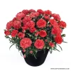 Карамфил Dianthus Sunflor® Orange Bling Bling (В контейнер)