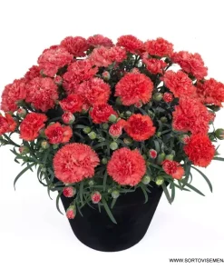 Карамфил Dianthus Sunflor® Orange Bling Bling (В контейнер)
