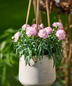 Карамфил Dianthus Flow® Shark Bay (В контейнер)