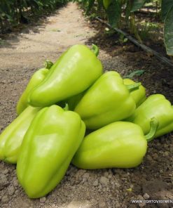 Пипер Amareta F1 (Амарета F1) – Светлозелен хибрид с устойчивост на Бронзовост