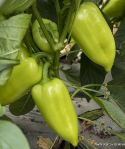 Пипер Amareta F1 (Амарета F1) – Светлозелен хибрид с устойчивост на Бронзовост