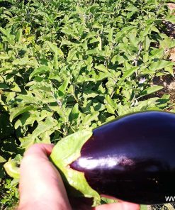 Патладжан Black Pearl F1 (Черна Перла F1) – Хибрид за рекордни добиви