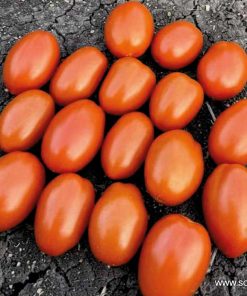 Домати Bayraq F1 (Байрак F1) – Хибрид тип Рома за открито