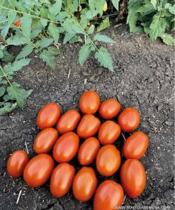Домати Bayraq F1 (Байрак F1) – Хибрид тип Рома за открито