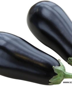 Патладжан Black Pearl F1 (Черна Перла F1) – Хибрид за рекордни добиви