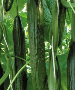 Краставици Bowing F1 (Боуинг F1) – Дългоплоден хибрид с балансиран растеж и високо качество