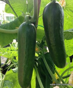 Краставици Passandra F1 (Пасандра F1) – Фантастичен сорт мини краставици