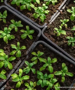 Субстрат за разсади Bio Plantella Start 20 литра