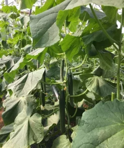 Краставици Defense F1 (Дефенс F1) – Дългоплоден хибрид без аналог за целогодишно производство