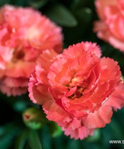 Карамфил Dianthus Sunflor® Cody (В контейнер)