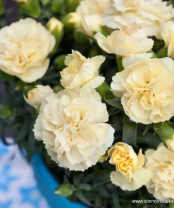 Карамфил Dianthus Sunflor® Amber (В контейнер)