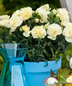 Карамфил Dianthus Sunflor® Amber (В контейнер)