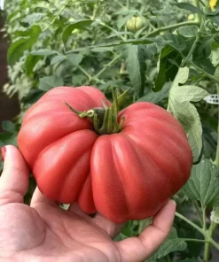 Домати Mamipink F1 (Мамипинк F1) – Иновативен розов домат от градински тип