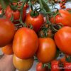 Домати Pai Pai F1 (Пай Пай F1) – Еталон за качество и устойчивост