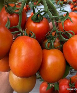 Домати Pai Pai F1 (Пай Пай F1) – Еталон за качество и устойчивост