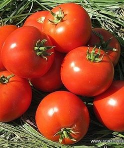 Домати Bahram F1 (Бехрам F1) – Нов детерминантен хибрид за поле