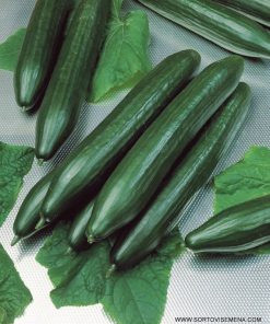 Краставици Dreamliner F1 (Дриймлайнер F1) – Гъвкав хибрид за пролетно-лятно производство