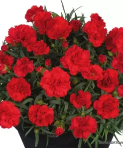 Карамфил Dianthus Sunflor® Dynamite (В контейнер)