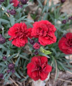 Карамфил Dianthus Sunflor® Dynamite (В контейнер)