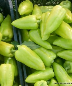 Пипер Lotta F1 (Лота F1) – Ранен хибрид с дебел перикарп