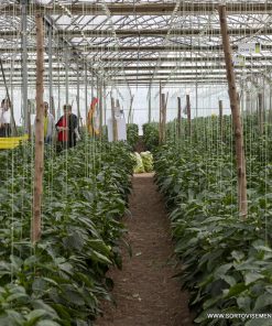 Пипер Lotta F1 (Лота F1) – Ранен хибрид с дебел перикарп