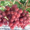 Лоза сорт Ред глоб - Червен десертен сорт