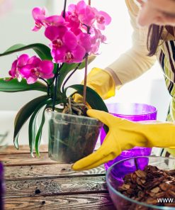 Субстрат Plantella специален за орхидеи 3 л