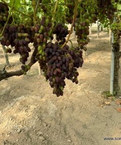 Лоза сорт Блек Меджик - Червен десертен сорт