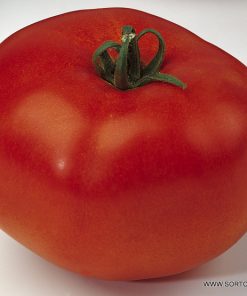 Домати Rally F1 (Рали F1) – Супер ранен и супер едър хибрид