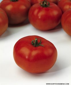 Домати Rally F1 (Рали F1) – Супер ранен и супер едър хибрид