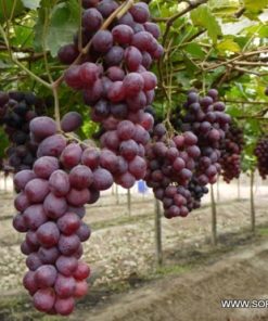 Лоза сорт Ред глоб - Червен десертен сорт