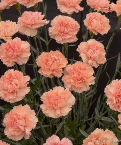 Карамфил Dianthus Sunflor® Luigi (В контейнер)
