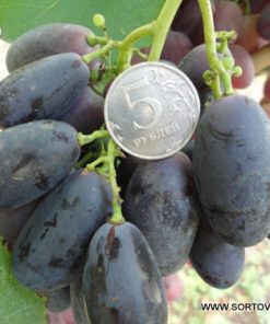 Лоза сорт Велика - Червен десертен сорт