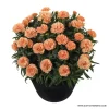 Карамфил Dianthus Sunflor® Luigi (В контейнер)