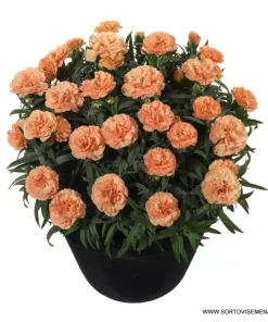 Карамфил Dianthus Sunflor® Luigi (В контейнер)
