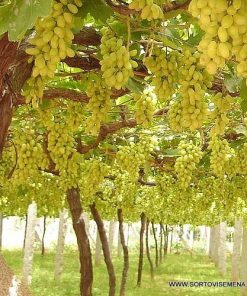 Лоза сорт Афродита - Бял безсеменен сорт десертно грозде