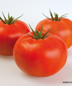 Домати Berberana F1 (Берберана F1) – Превъзходен ранен червен хибрид